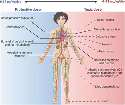 Insights into the biocompatibility of biodegradable metallic molybdenum for cardiovascular applications-a critical review